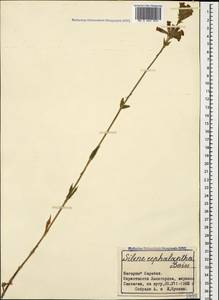 Silene spergulifolia subsp. spergulifolia, Caucasus, Azerbaijan (K6) (Azerbaijan)