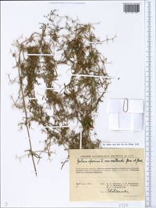 Galium spurium subsp. spurium, Eastern Europe, Lower Volga region (E9) (Russia)