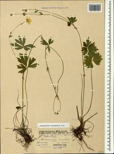 Ranunculus caucasicus M. Bieb., Caucasus, North Ossetia, Ingushetia & Chechnya (K1c) (Russia)
