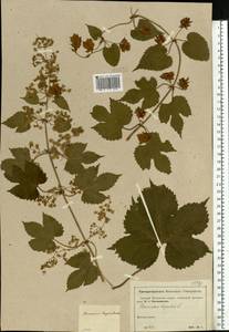 Humulus lupulus L., Eastern Europe, Moscow region (E4a) (Russia)