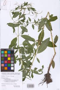 Epilobium roseum (Schreb.) Schreb., Eastern Europe, Central region (E4) (Russia)