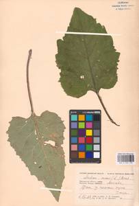 Arctium minus (Hill) Bernh., Eastern Europe, Moscow region (E4a) (Russia)