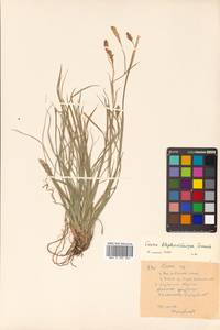 Carex blepharicarpa Franch., Siberia, Russian Far East (S6) (Russia)
