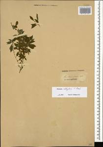Parietaria judaica L., Caucasus (no precise locality) (K0)