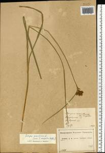 Bolboschoenus maritimus (L.) Palla, Eastern Europe, Central forest-and-steppe region (E6) (Russia)