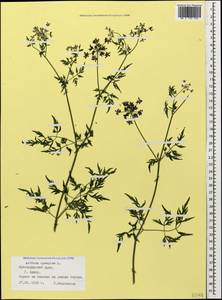 Aethusa cynapium L., Caucasus, Black Sea Shore (from Novorossiysk to Adler) (K3) (Russia)