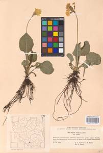 Primula elatior (L.) L., Western Europe (EUR) (Poland)