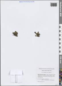 Oreomecon dahliana subsp. polaris (Tolm.) Elvebakk & Bjerke, Siberia, Central Siberia (S3) (Russia)