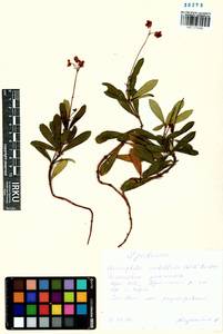 Chimaphila umbellata (L.) W. P. C. Barton, Siberia, Baikal & Transbaikal region (S4) (Russia)