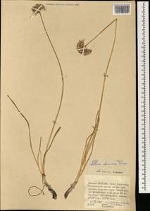 Allium spurium G.Don, Mongolia (MONG) (Mongolia)