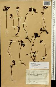 Phedimus hybridus (L.) 't Hart, Siberia, Altai & Sayany Mountains (S2) (Russia)