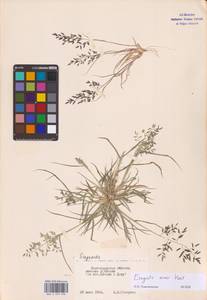 Eragrostis minor Host, Eastern Europe, Lower Volga region (E9) (Russia)
