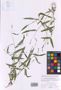 Persicaria minor (Huds.) Opiz, Eastern Europe, Moscow region (E4a) (Russia)