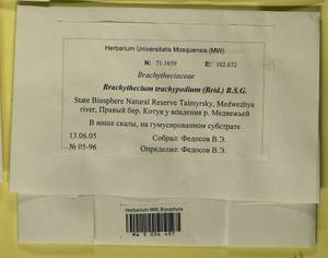 Brachytheciastrum trachypodium (Brid.) Ignatov & Huttunen, Bryophytes, Bryophytes - Krasnoyarsk Krai, Tyva & Khakassia (B17) (Russia)