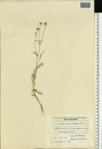 Matricaria chamomilla L., Eastern Europe, Moldova (E13a) (Moldova)