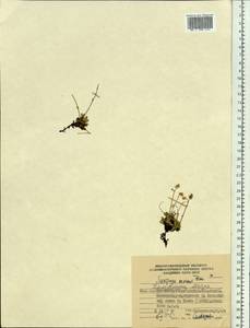 Micranthes merkii subsp. merkii, Siberia, Chukotka & Kamchatka (S7) (Russia)
