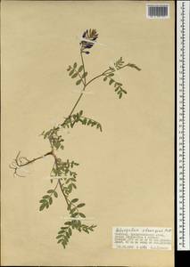 Astragalus laxmannii subsp. laxmannii, Mongolia (MONG) (Mongolia)