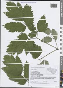 Actaea spicata L., Eastern Europe, Central region (E4) (Russia)