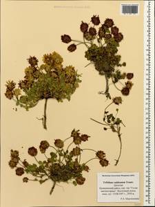 Trifolium raddeanum Trautv., Caucasus, Dagestan (K2) (Russia)