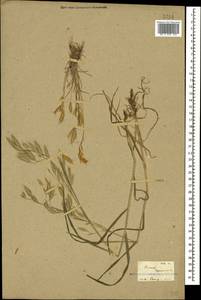 Bromus squarrosus L., Caucasus, Georgia (K4) (Georgia)