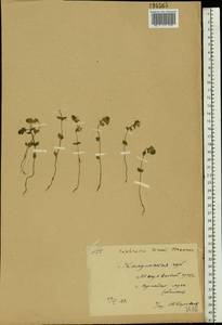 Euphrasia ×vernalis List, Eastern Europe, Central region (E4) (Russia)