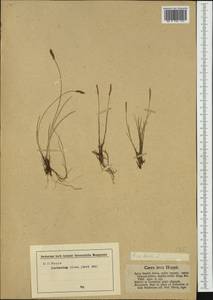 Carex dioica L., Western Europe (EUR) (Germany)