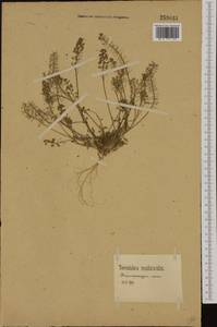 Teesdalia nudicaulis (L.) W.T. Aiton, Western Europe (EUR) (Germany)