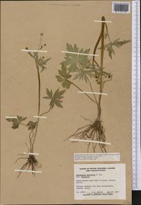 Ranunculus uncinatus D. Don ex G. Don, America (AMER) (Canada)
