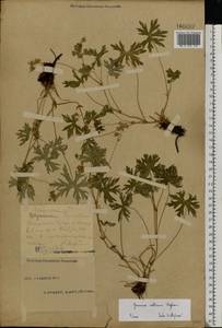 Geranium collinum Stephan ex Willd., Eastern Europe, Eastern region (E10) (Russia)
