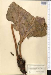 Rheum fedtschenkoi Maxim. ex Regel, Middle Asia, Pamir & Pamiro-Alai (M2) (Tajikistan)