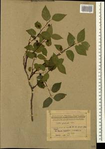 Celtis glabrata Steven ex Planch., Caucasus, Armenia (K5) (Armenia)