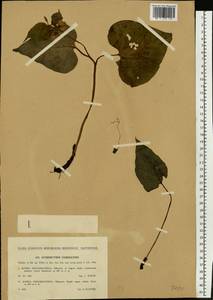 Symphytum cordatum Waldst. & Kit., Eastern Europe, West Ukrainian region (E13) (Ukraine)