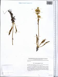 Swertia marginata Schrenk, Middle Asia, Pamir & Pamiro-Alai (M2) (Kyrgyzstan)