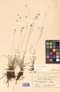 Carex karoi Freyn, Siberia, Russian Far East (S6) (Russia)