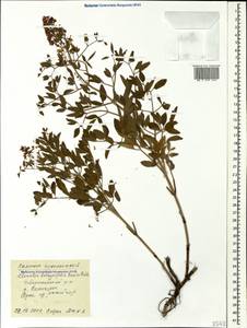 Clematis lathyrifolia Besser ex Rchb., Caucasus, Black Sea Shore (from Novorossiysk to Adler) (K3) (Russia)
