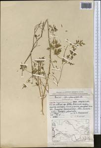 Elwendia intermedia (Korovin) Pimenov & Kljuykov, Middle Asia, Kopet Dag, Badkhyz, Small & Great Balkhan (M1) (Turkmenistan)