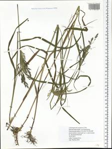 Calamagrostis purpurea (Trin.) Trin., Siberia, Chukotka & Kamchatka (S7) (Russia)