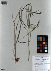 Leersia oryzoides (L.) Sw., Siberia, Altai & Sayany Mountains (S2) (Russia)