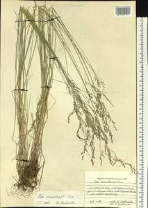 Poa urssulensis Trin., Siberia, Baikal & Transbaikal region (S4) (Russia)