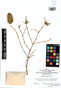 Picea obovata Ledeb., Siberia, Baikal & Transbaikal region (S4) (Russia)