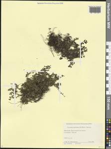 Veronica petraea (M.Bieb.) Steven, Caucasus, Dagestan (K2) (Russia)