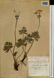 Anemonastrum narcissiflorum subsp. crinitum (Juz.) Raus, Siberia, Altai & Sayany Mountains (S2) (Russia)