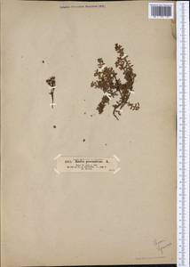 Kalmia procumbens (L.) Gift, Kron & P. F. Stevens, Western Europe (EUR) (Austria)