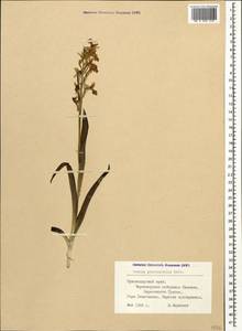 Orchis provincialis Balb. ex Lam. & DC., Caucasus, Black Sea Shore (from Novorossiysk to Adler) (K3) (Russia)