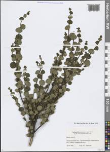 Betula nana L., Eastern Europe, North-Western region (E2) (Russia)