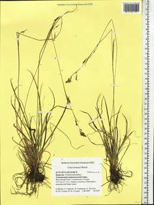 Carex krausei Boeckeler, Siberia, Baikal & Transbaikal region (S4) (Russia)