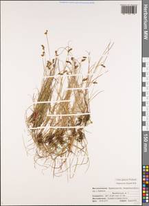 Carex glareosa Schkuhr ex Wahlenb., Eastern Europe, Northern region (E1) (Russia)