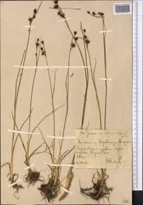 Juncus macrantherus V. I. Krecz. & Gontsch., Middle Asia, Western Tian Shan & Karatau (M3) (Uzbekistan)