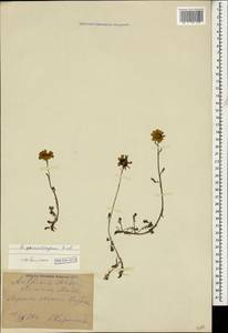 Archanthemis marschalliana subsp. sosnowskyana (Fed.) Lo Presti & Oberpr., Caucasus, Georgia (K4) (Georgia)