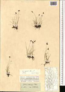 Juncus persicus subsp. libanoticus (Thiébaut) Novikov & Snogerup, Mongolia (MONG) (Mongolia)